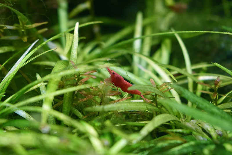 Indoor Purigen Organic Filtration Resin