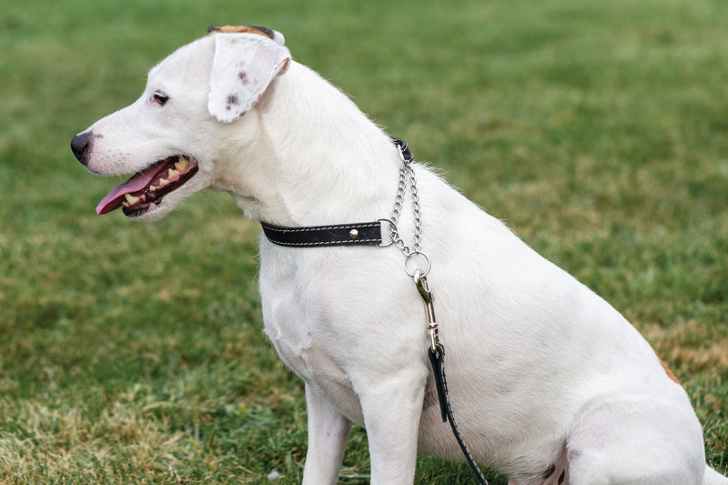 Martingale Midnight Black Leather Dog Collar