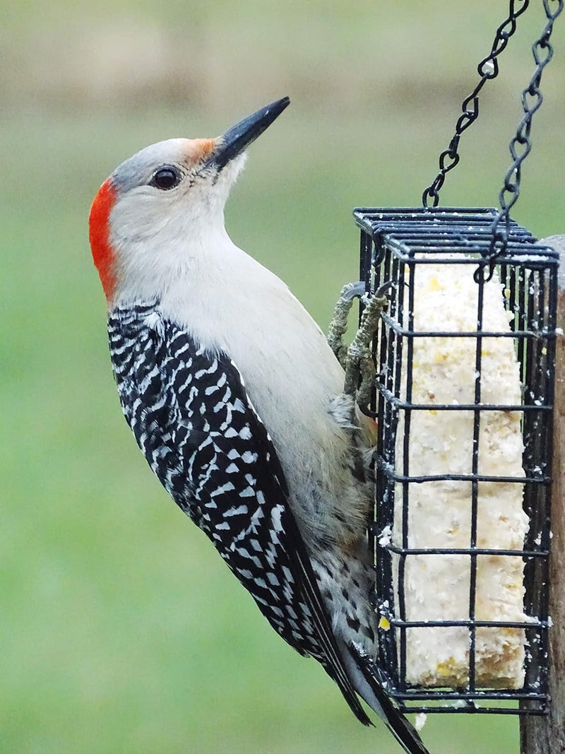 No Melt Premium Suet Cakes 12 Pack (Peanut Butter Crunch)