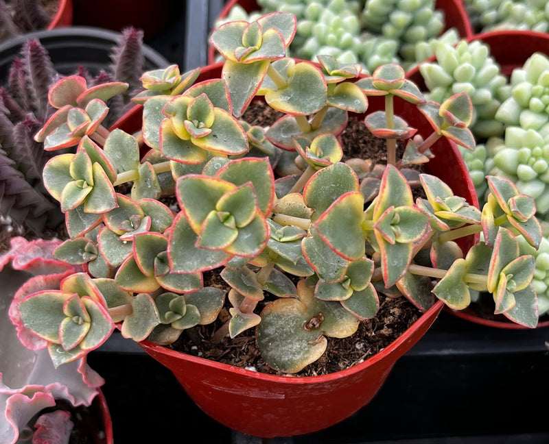 Variegated Crassula Calico Kitten