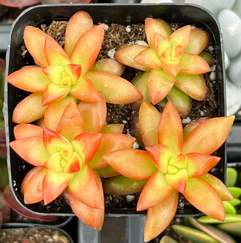 Sedum Shooting Stars