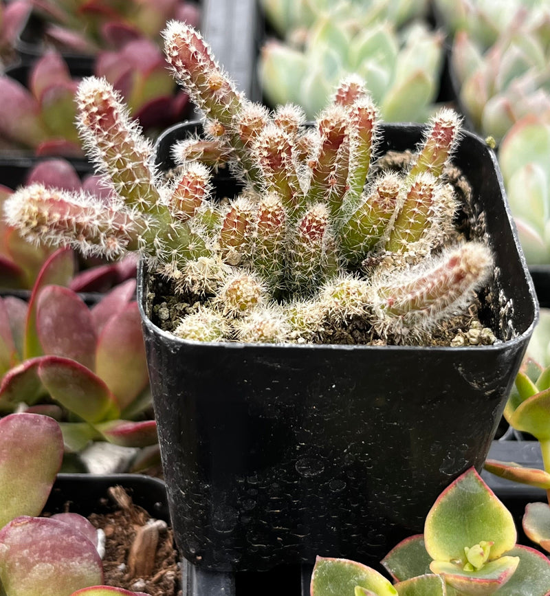 Rhipsalis Baccifera Subsp. Horrida