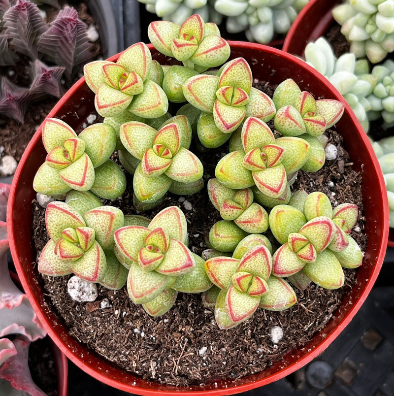 Crassula Brevifolia