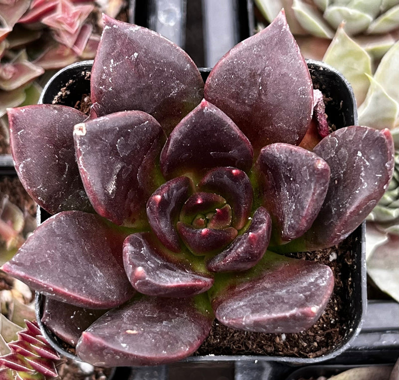 Echeveria Black Prince