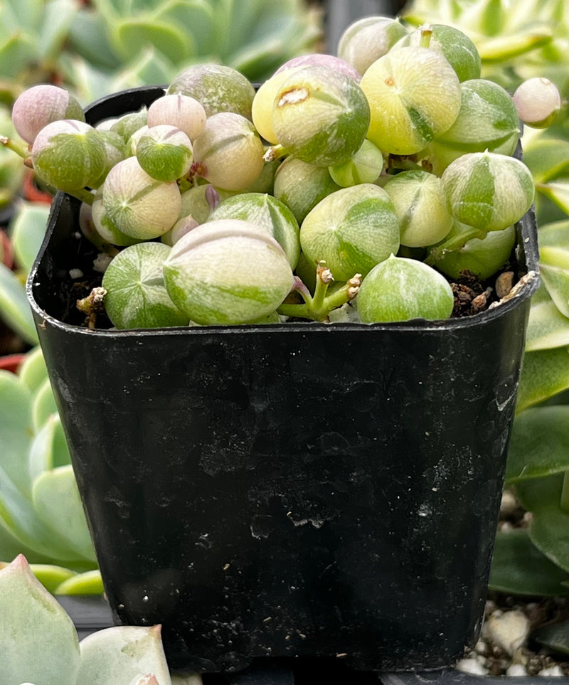 Variegated String of Pearls