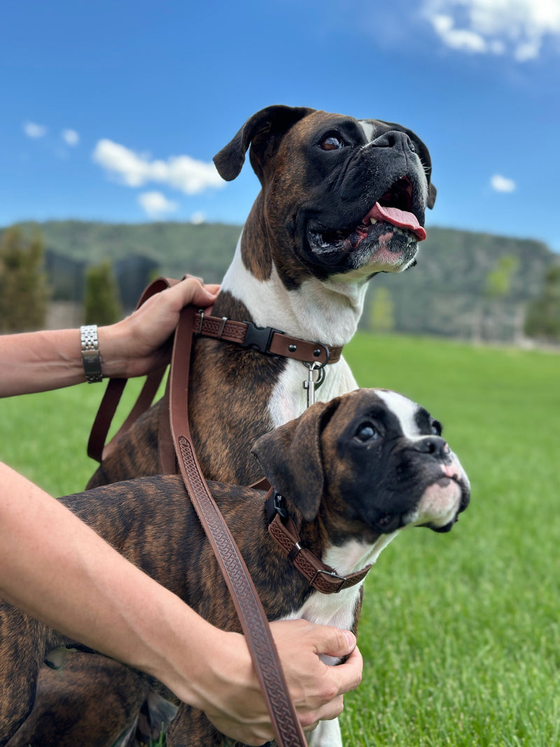 Celtic Sport Chocolate Leather Dog Leash