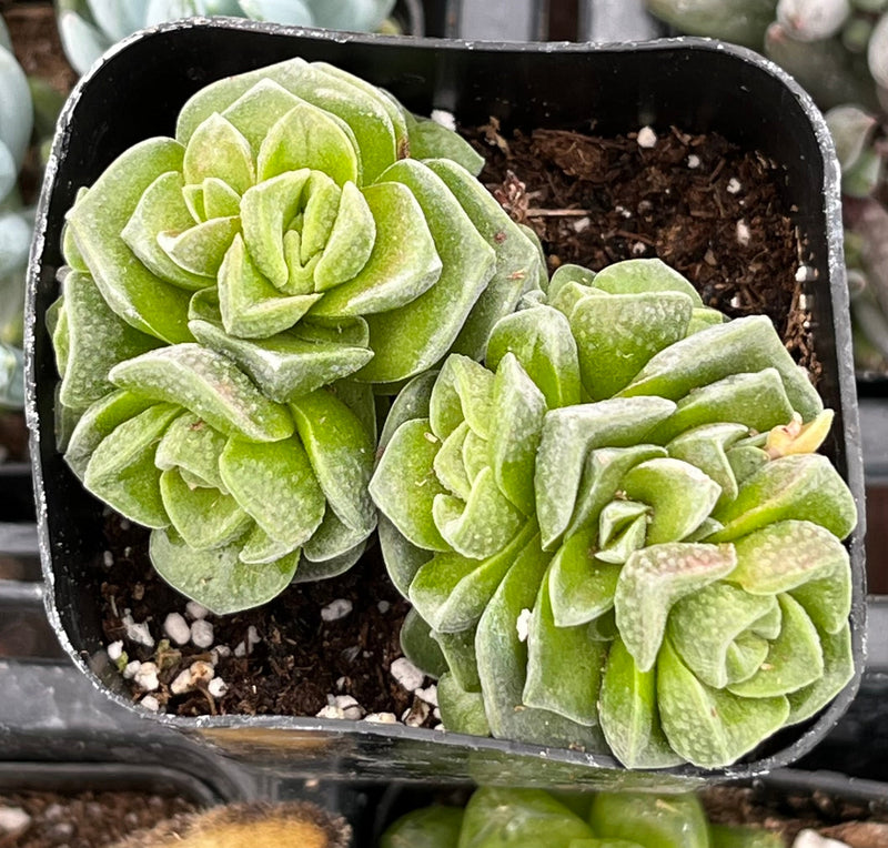 Crassula Dorothy