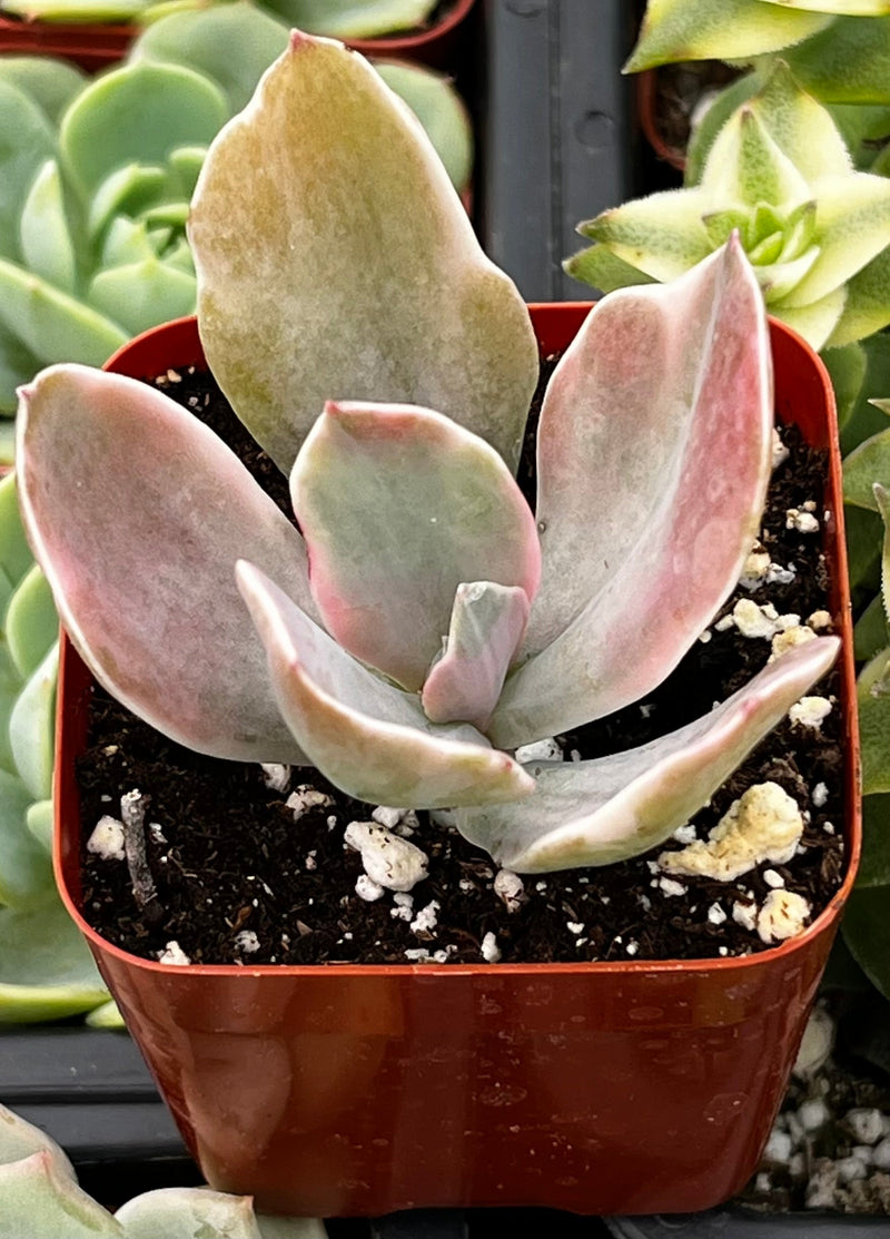 Echeveria Decora
