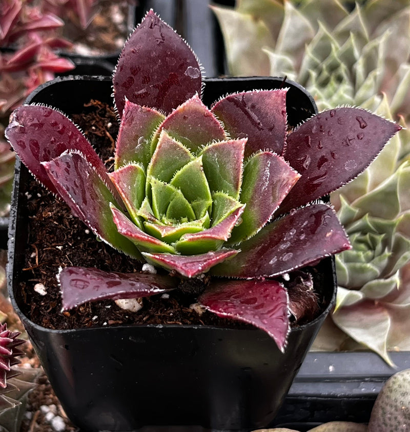 Sempervivum Devon Jewel