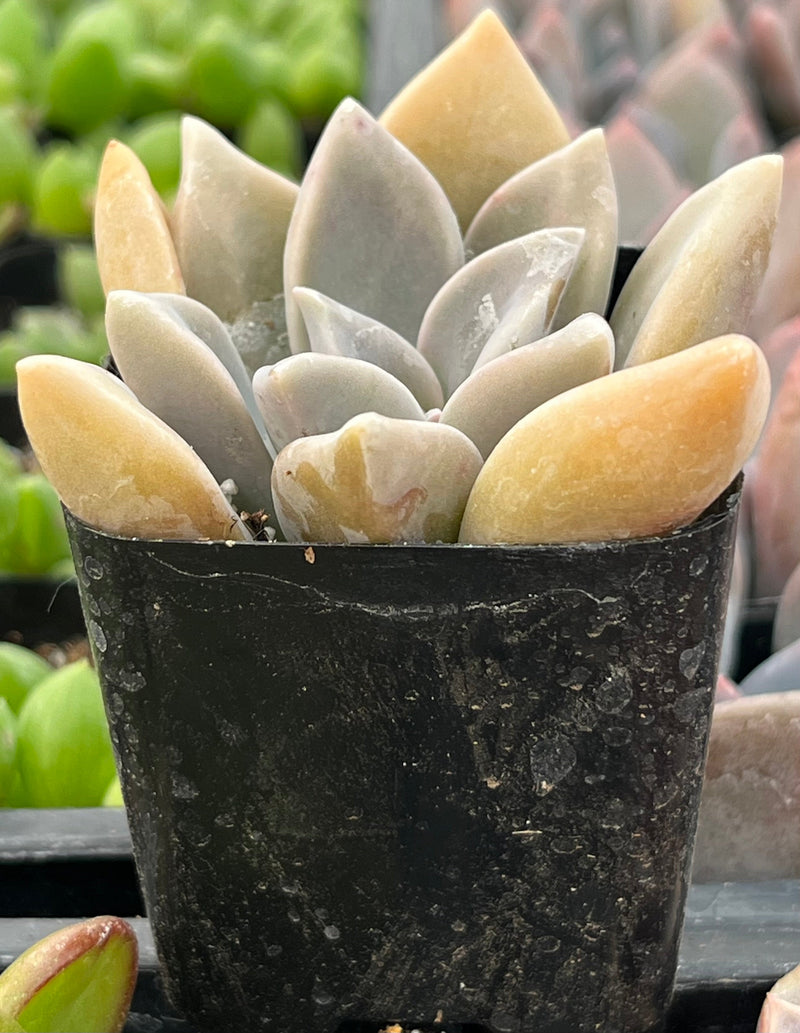 Graptopetalum Claret