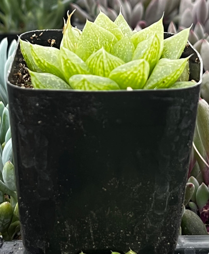 Gasteria Green Ice
