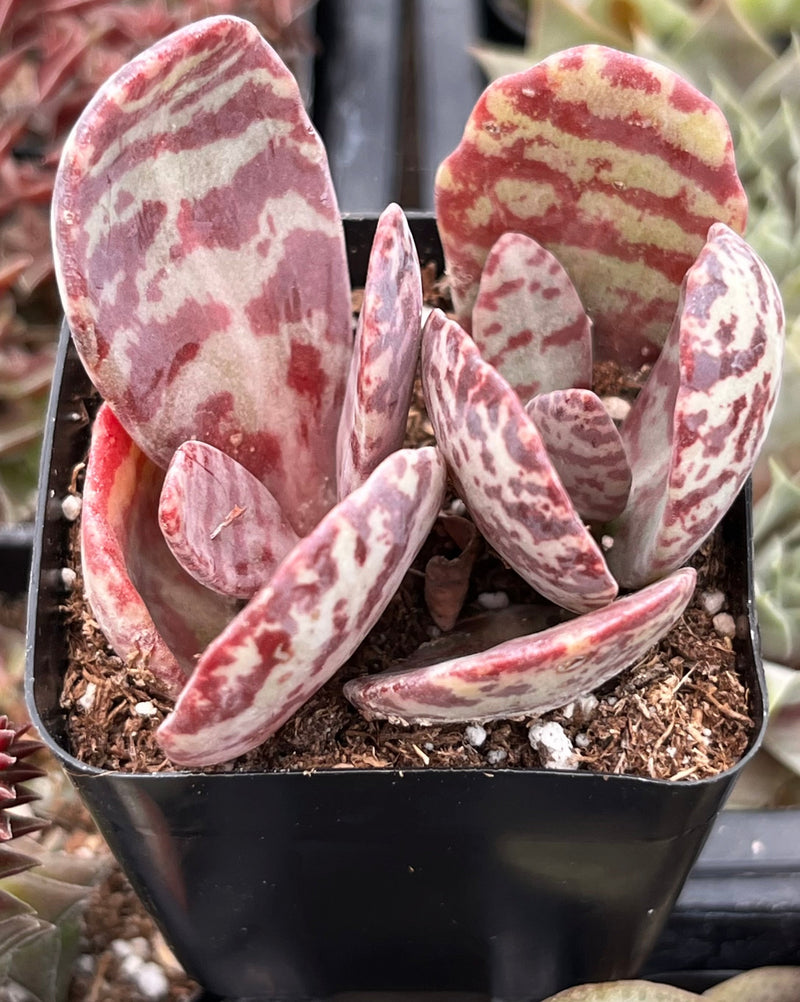 Kalanchoe Humilis Desert Surprise