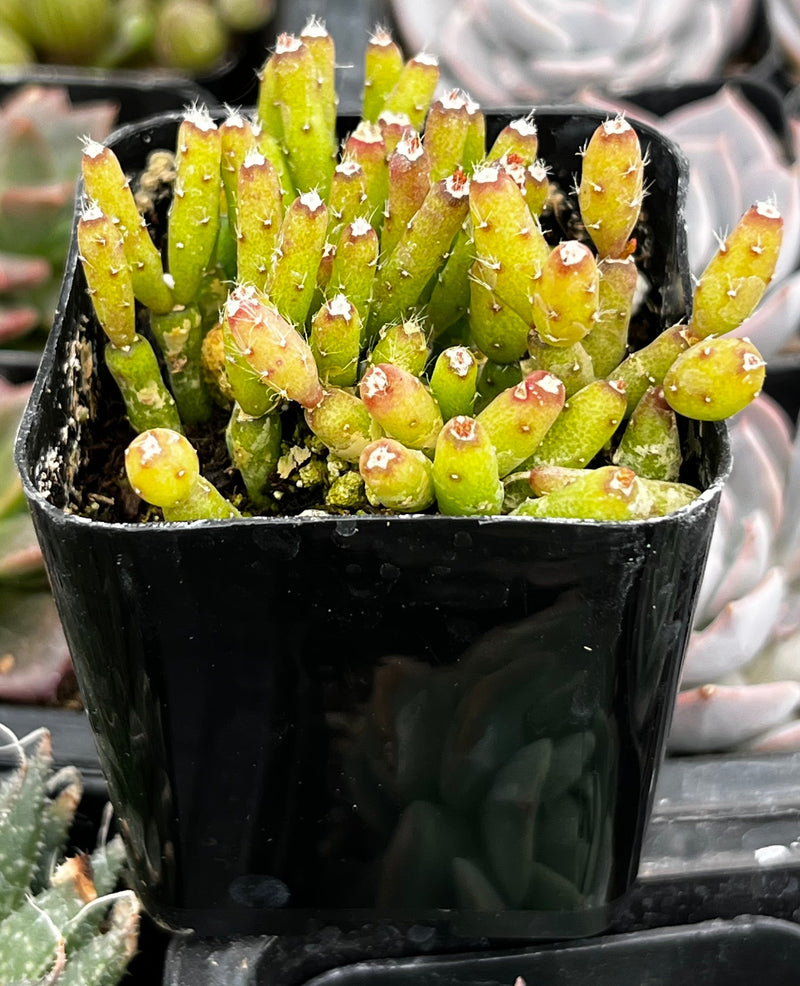 Hatiora Salicornioides