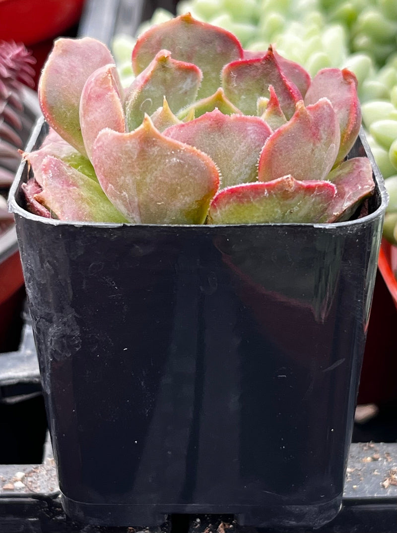 Echeveria Carmencita