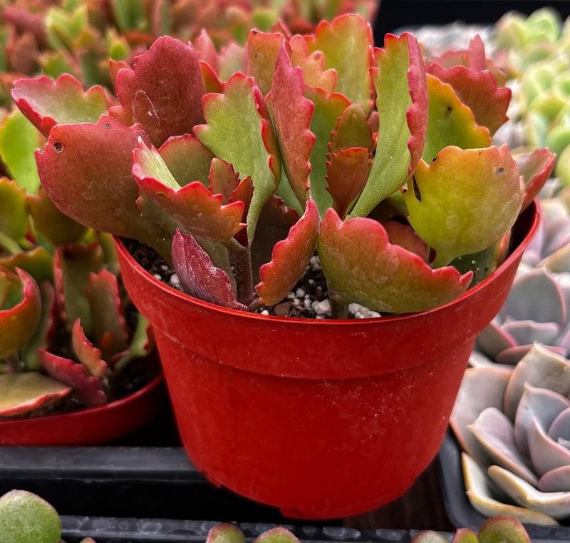 Kalanchoe Longiflora
