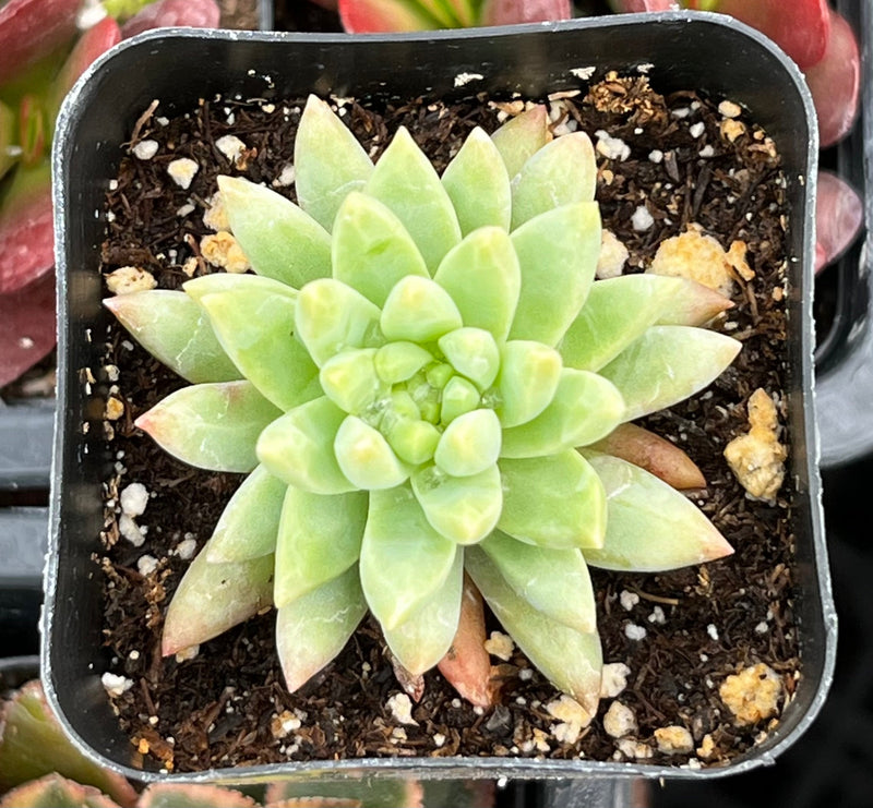 Echeveria Marcus