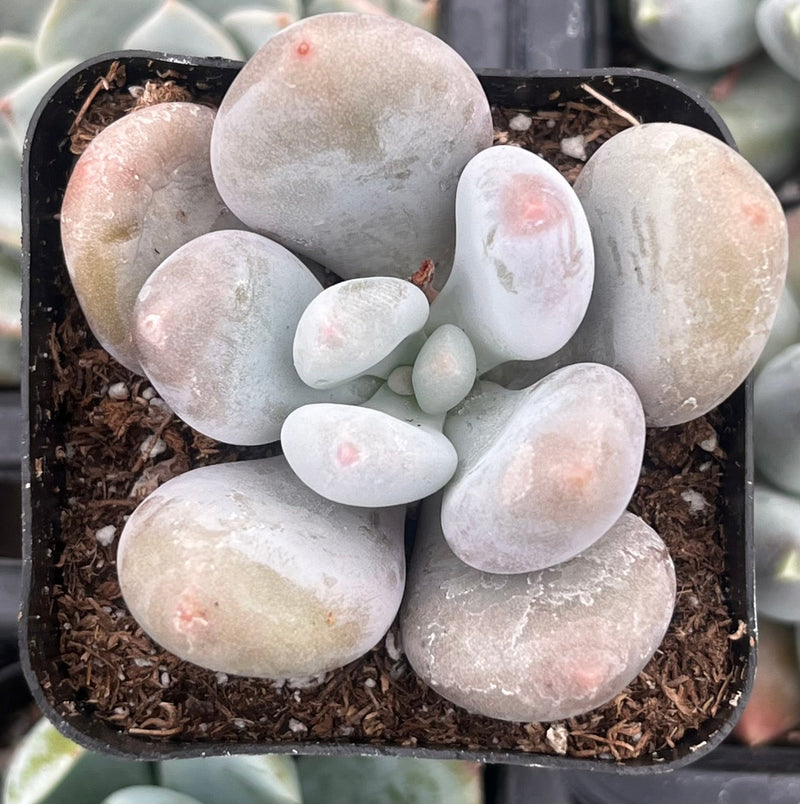 Moonstones Pachyphytum