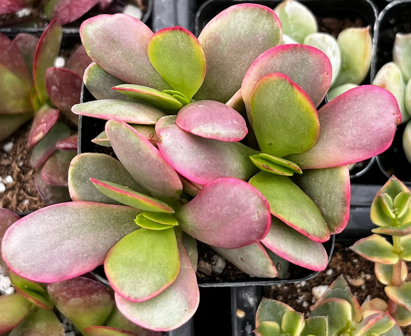 Crassula Platyphylla Pink Jade