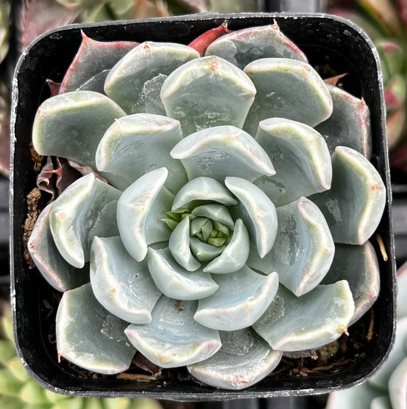 Echeveria Blue Surprise