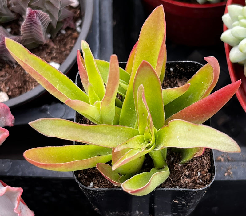 Crassula Capitella Campfire