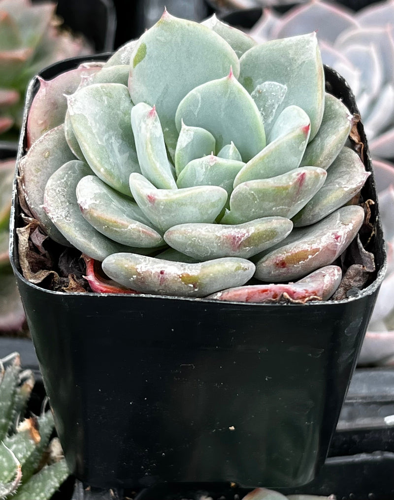 Echeveria Pinwheel