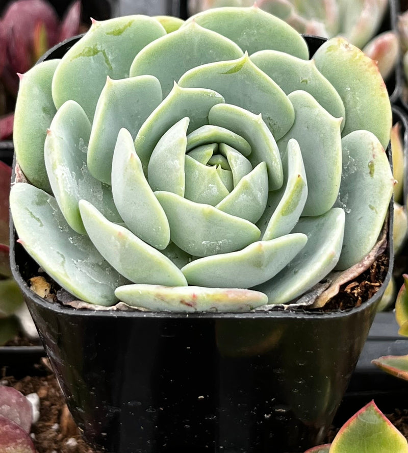 Echeveria Abalone