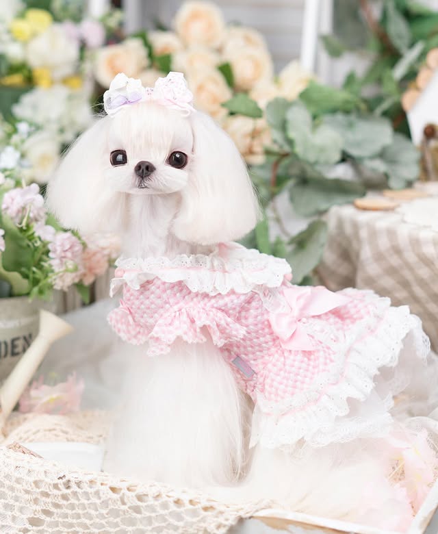 Luxury design dog Lacy Princess Puff Dress