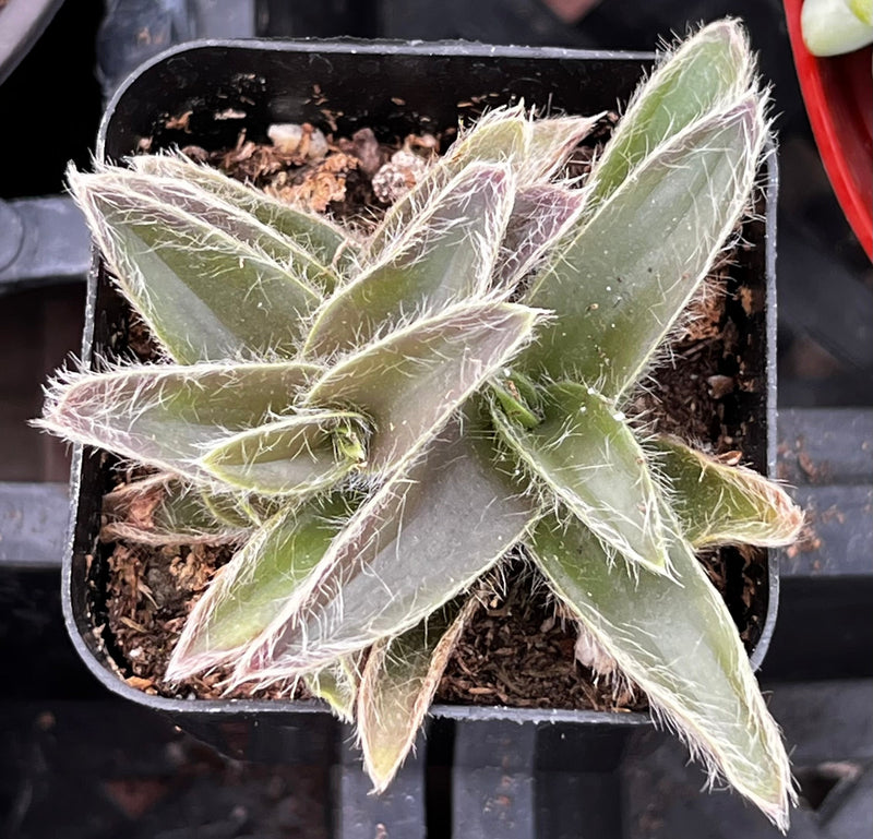 Kitten Ears Cyanotis Somaliensis