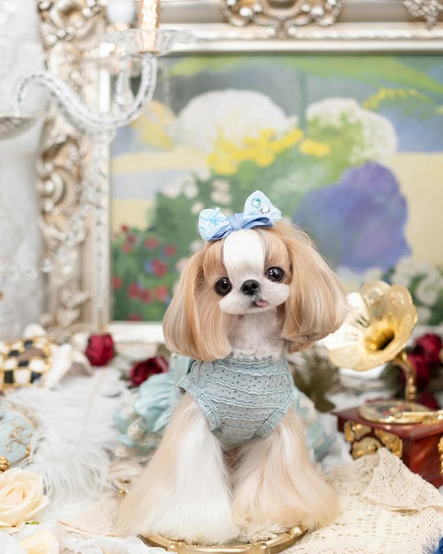 Luxury design high quality dog dress lace big bow
