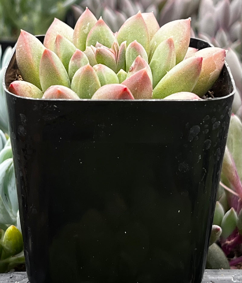 Pachyveria Jewel Tone
