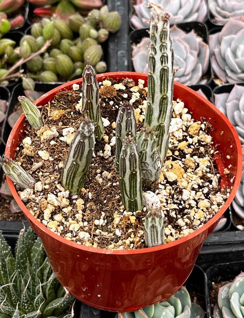 Senecio Stapeliiformis