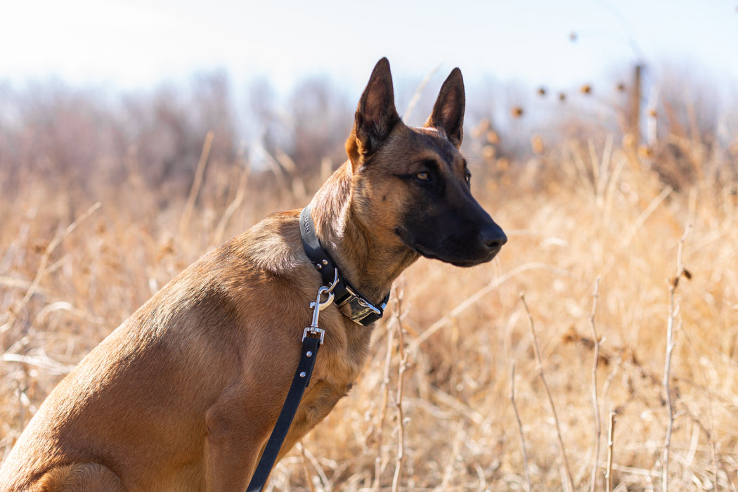 Modern Style Quick-Release Midnight Black Leather Dog Collar
