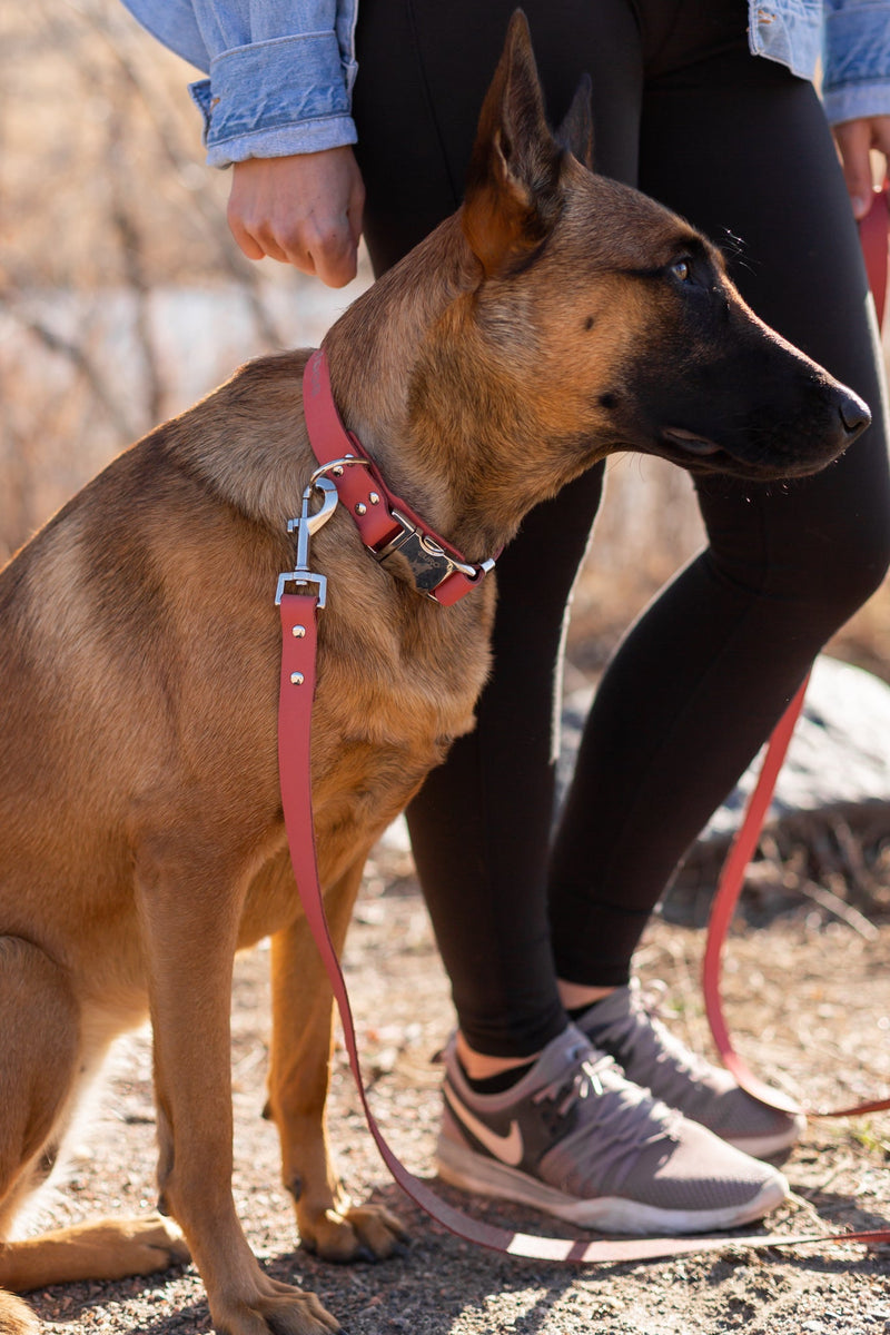Modern Style Quick-Release Coral Reef Leather Dog Collar