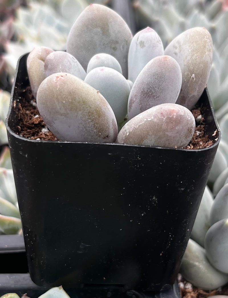 Moonstones Pachyphytum