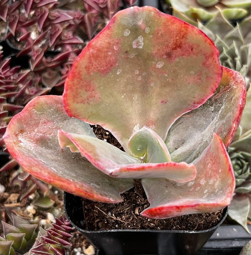 Echeveria Pink Ruffle