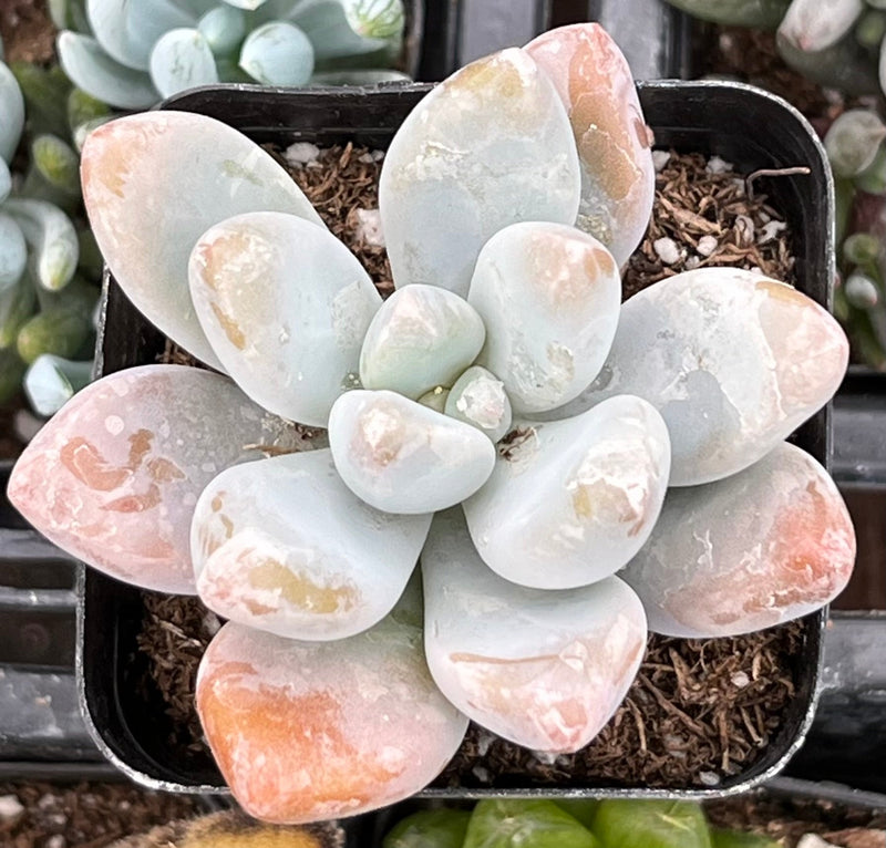Pachyphytum Blue Haze