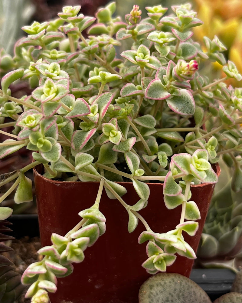 Sedum Little Missy
