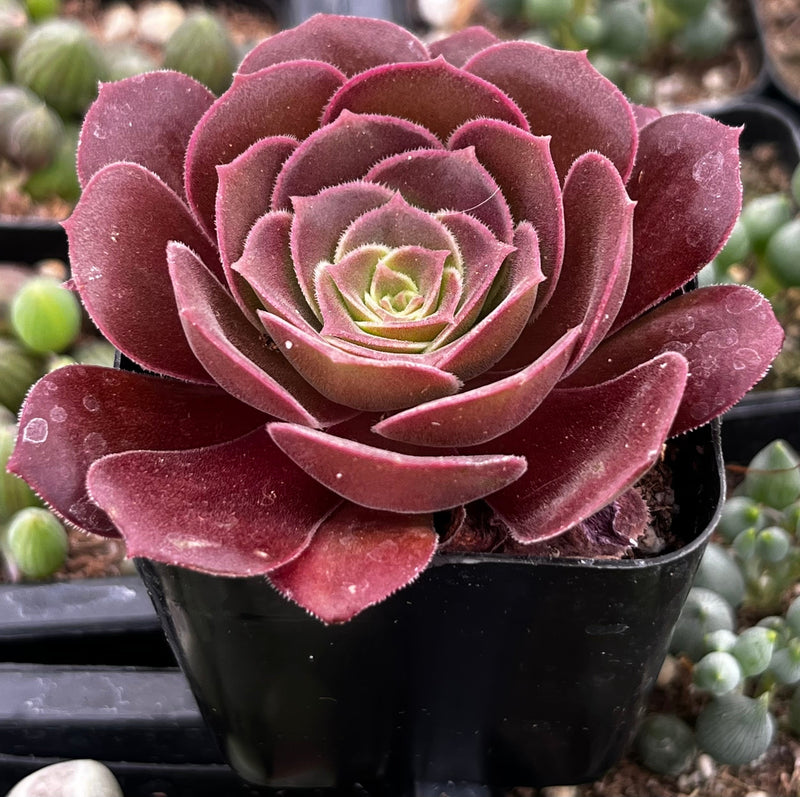 Aeonium Velvour