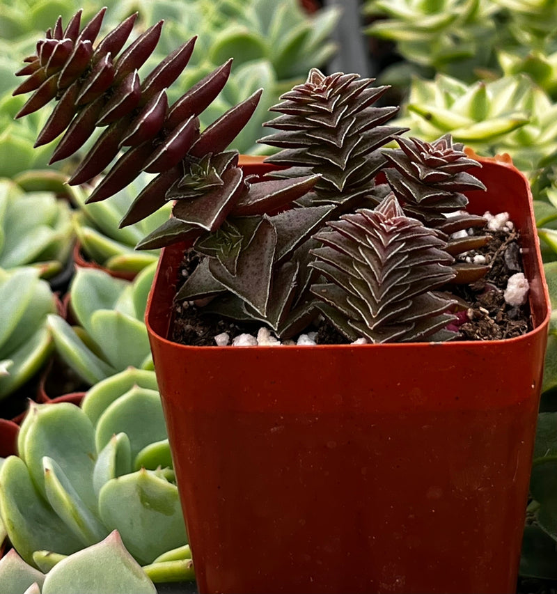 Crassula Pagoda Village