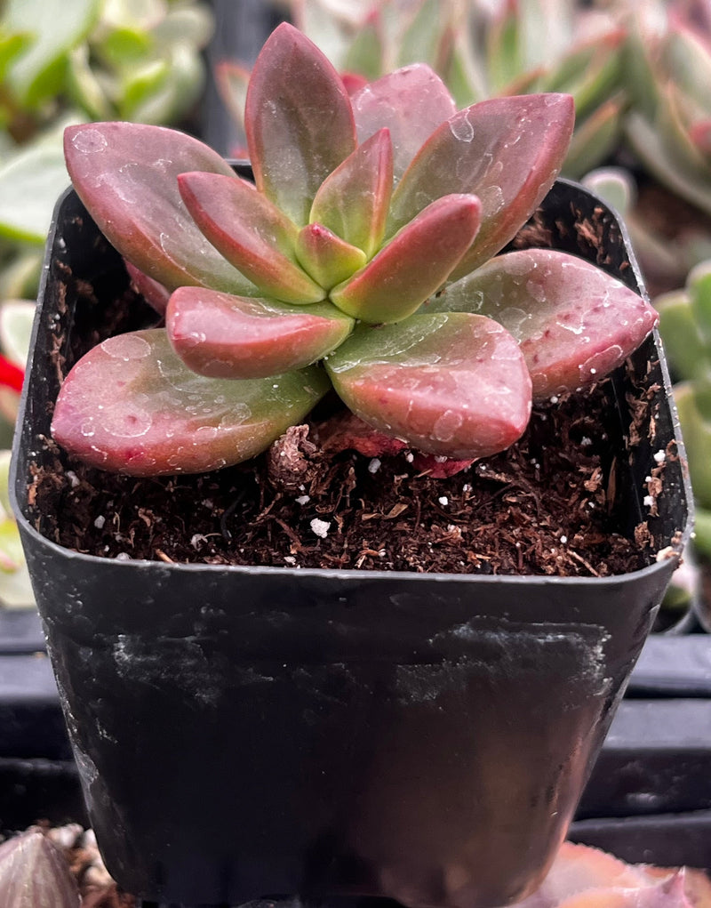Graptosedum California Sunset