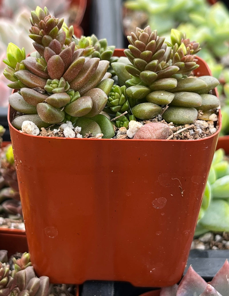 Cremnosedum Little Gem