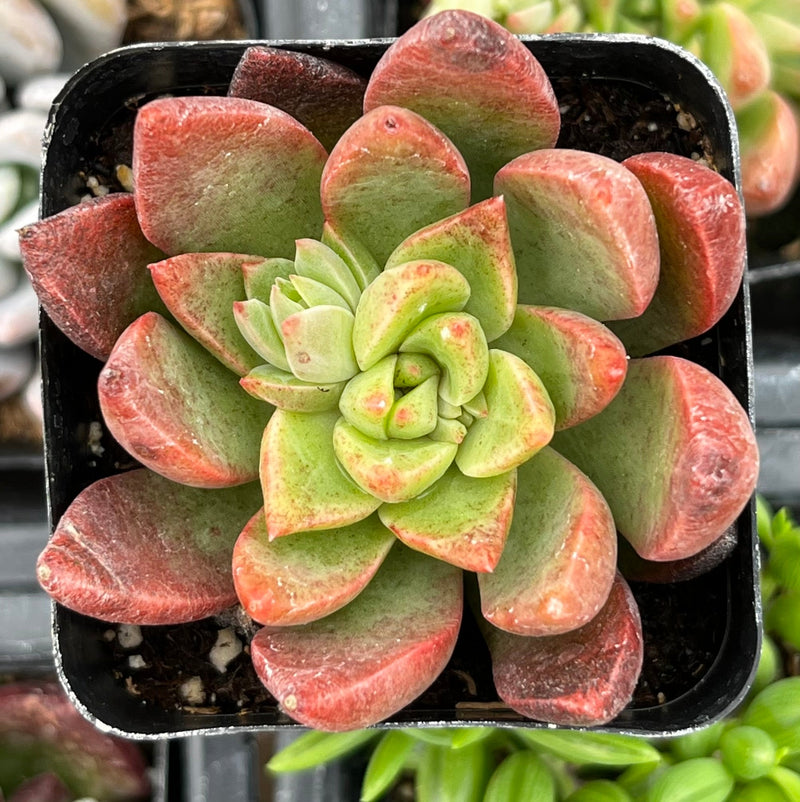 Graptoveria Chanel