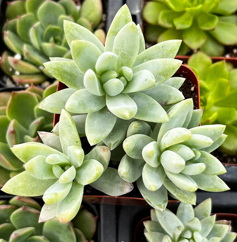 Sedeveria Blue Burrito