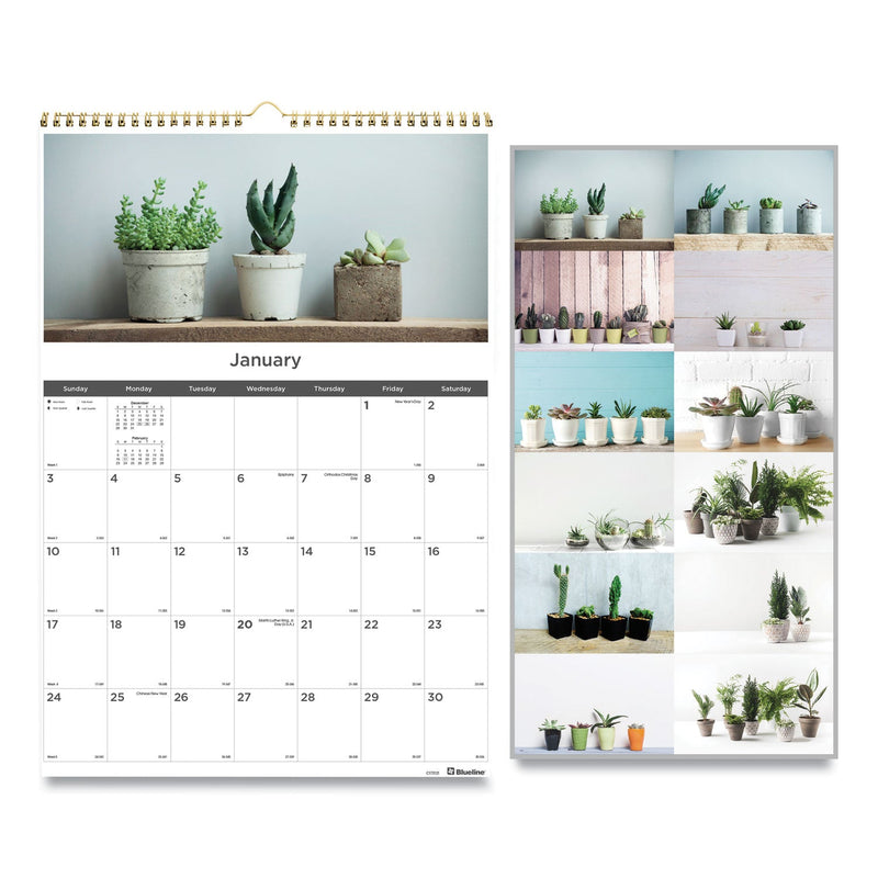 Blueline 12-Month Wall Calendar, Succulent Plants Photography, 12 x 17, White/Multicolor Sheets, 12-Month (Jan to Dec): 2023