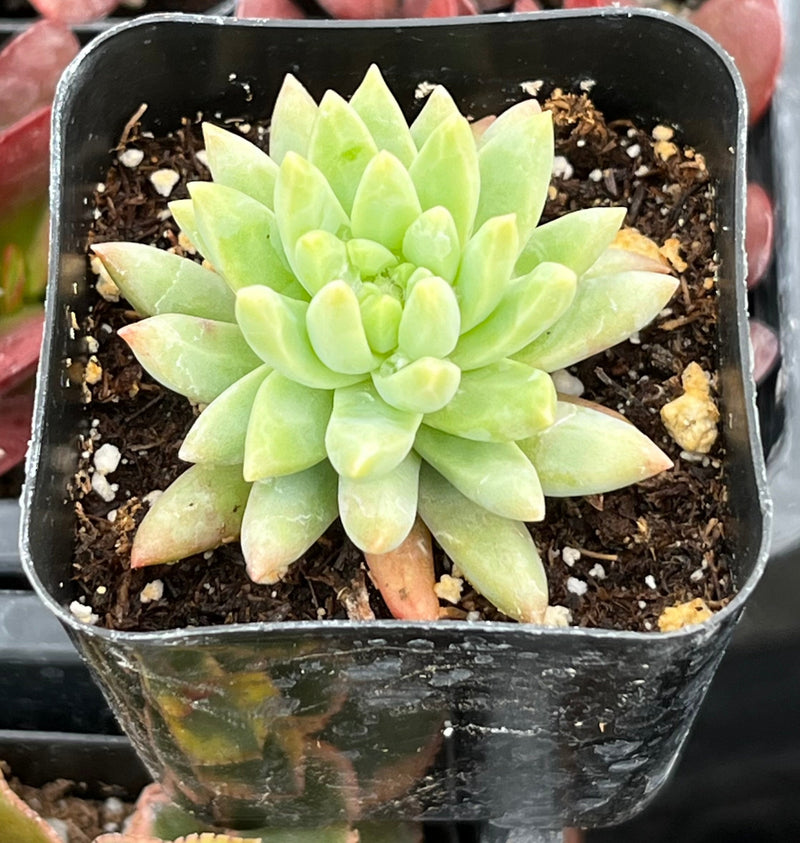 Echeveria Marcus