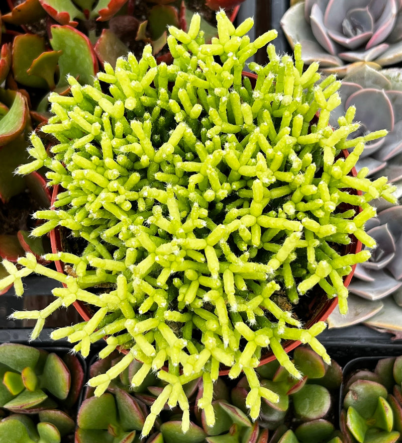 Rhipsalis Cereuscula