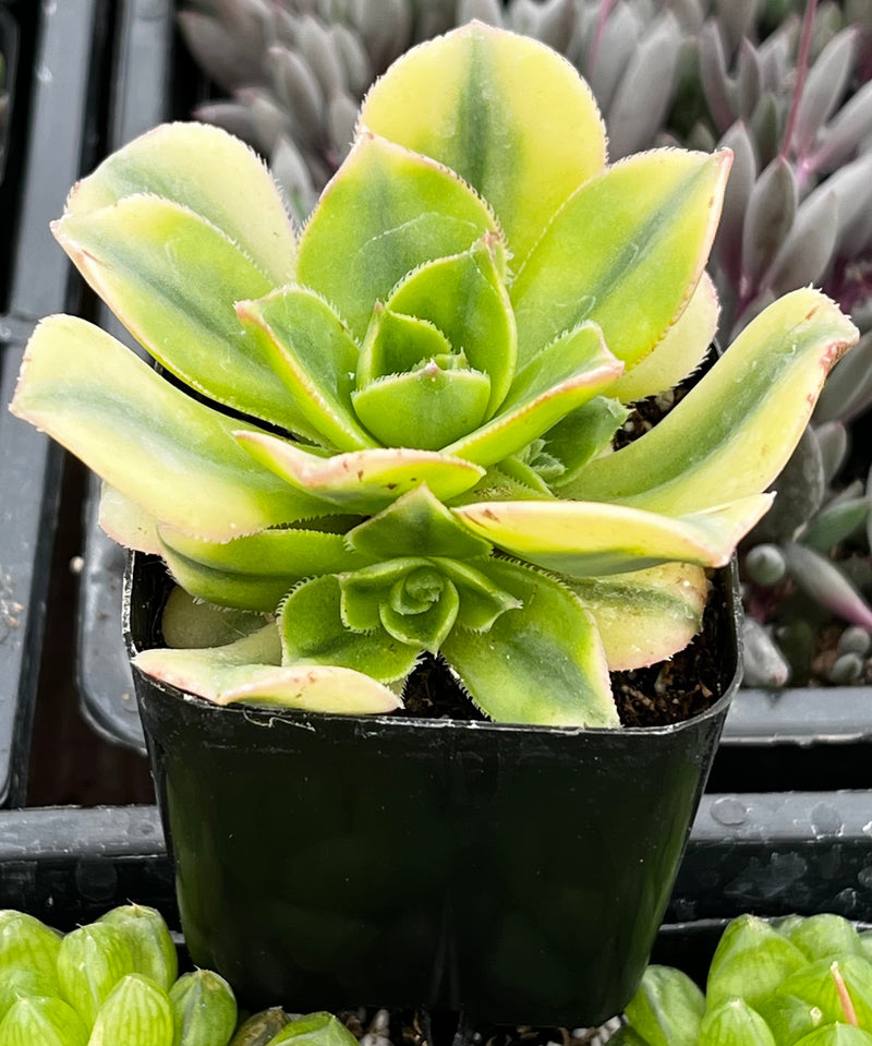 Aeonium Floresens