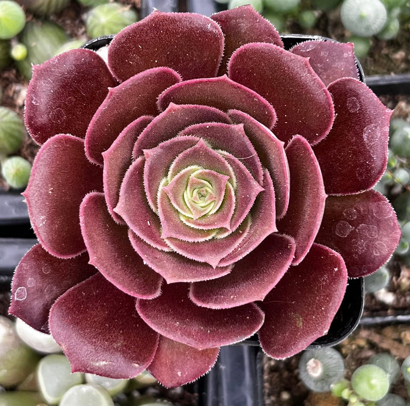 Aeonium Velvour
