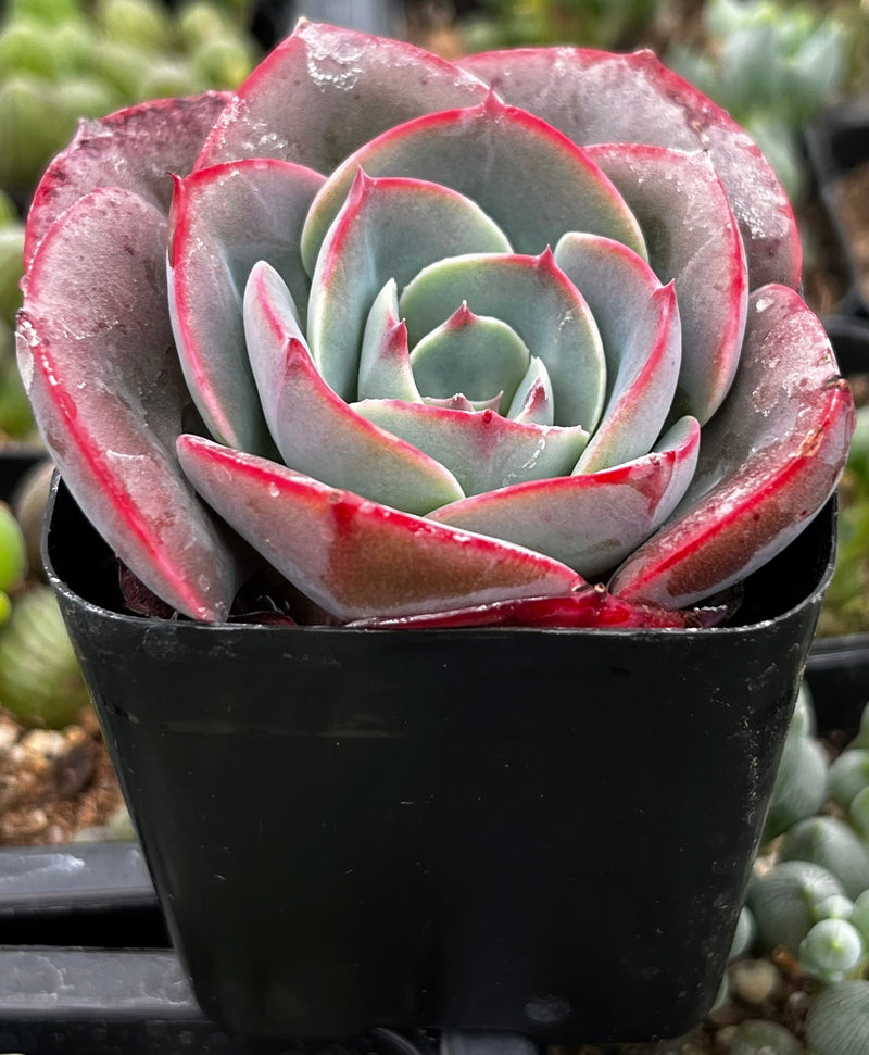 Echeveria Museli