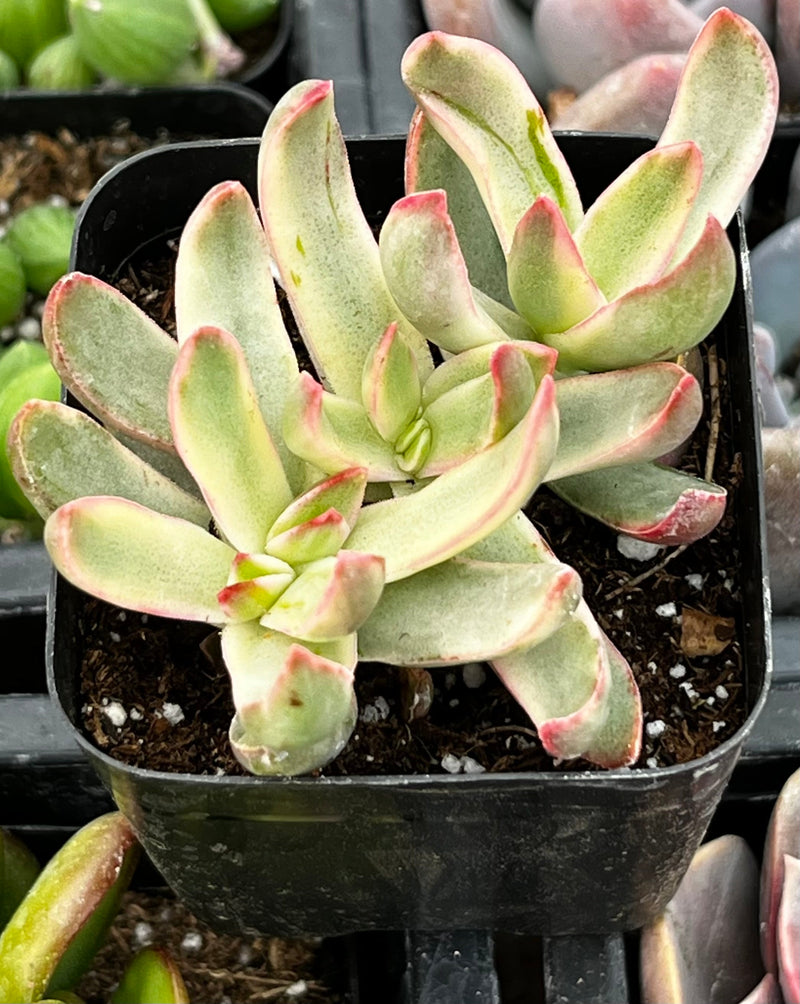 Crassula Candy Cane